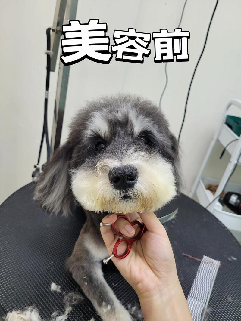 宠物美容