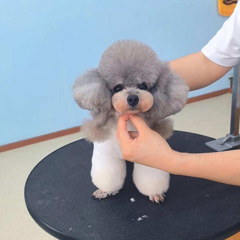 宠物用品选购指南：让爱宠更健康快乐