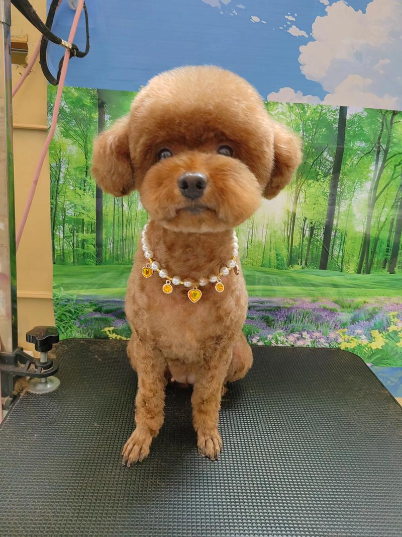 狗粮满溢：当代年轻人的情感表达与恋爱心态